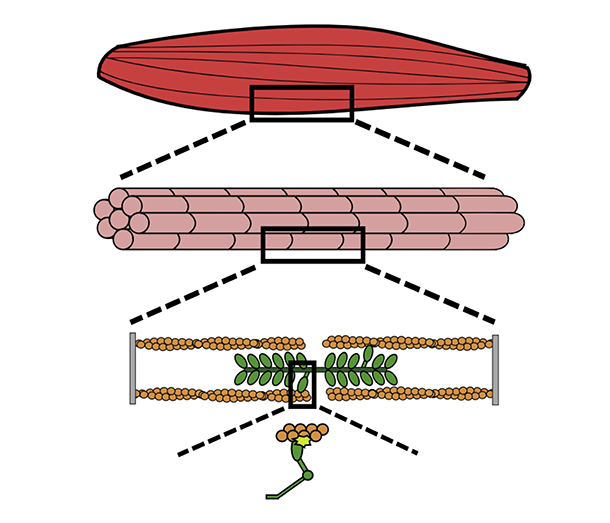 Illustration of myosin