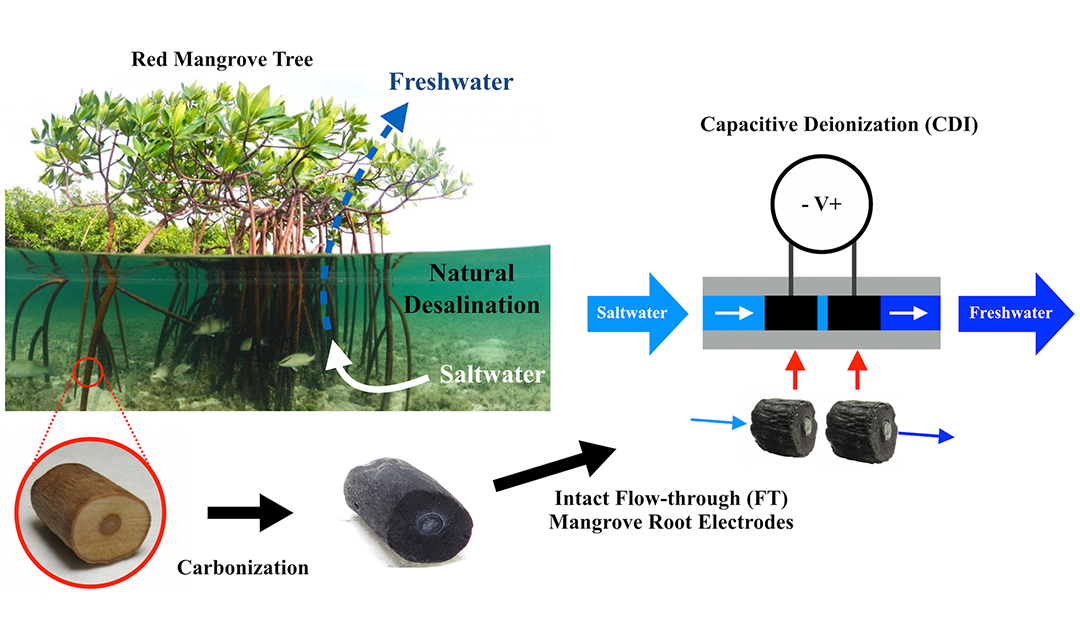 Mangrove trees in water shown next to a diagram on capacative deionization